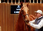 2025 Arqana October Yearling Sale, Lot 86