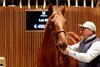 2025 Arqana October Yearling Sale, Lot 86