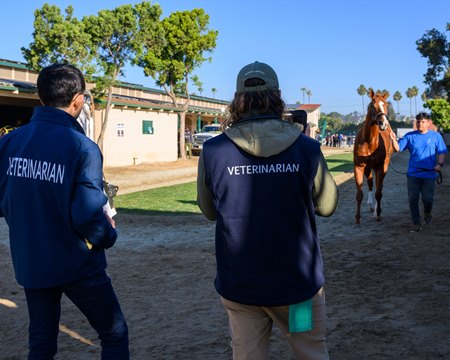 Regulatory veterinarians examine a horse at Del Mar
