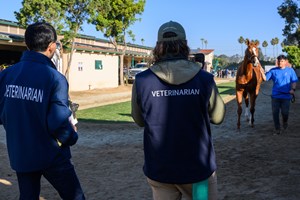 Regulatory veterinarians examine a horse at Del Mar