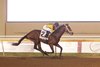Mister Omaha (2) opens up to an easy 9-3/4 length victory in the Oklahoma Classics Cup, the main event of Oklahoma Classics night on Friday, Oct. 17, 2025 at Remington Park.
Credit: Dustin Orona Photography/Remington Park
