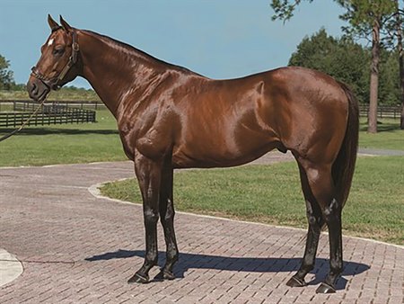 Leinster at Pleasant Acres Stallions