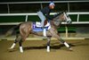 Ted Noffey
Morning training at Del Mar with Breeders’ Cup contenders at Del Mar Thoroughbred Club in Del Mar, CA,  on Oct. 27, 2025.