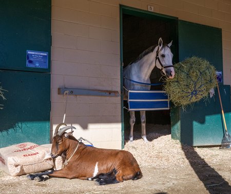 Brownie the goat soaks up the sun outside Breeders' Cup Dirt Mile contender White Abarrio's stall at Del Mar