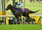 Energico wins the 2025 Kikuka Sho (Japanese St. Leger-G1) at Kyoto Racecourse