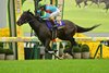 Energico wins the 2025 Kikuka Sho (Japanese St. Leger-G1) at Kyoto Racecourse