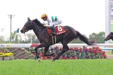 Shohei wins the wins the Kyoto Shimbun Hai at Kyoto Racecouse