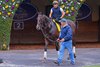 Sovereignty in the paddock
Morning training at Del Mar with Breeders’ Cup contenders at Del Mar Thoroughbred Club in Del Mar, CA,  on Oct. 26, 2025.