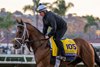 Journalism out for a gallop as he prepares for the 2025 Breeders’s Cup at the Del Mar Thoroughbred Club Wednesday Oct. 29, 2025 in San Diego, California. Photo by Skip Dickstein