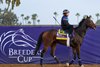 Scottish Lassie
Morning training at Del Mar with Breeders’ Cup contenders at Del Mar Thoroughbred Club in Del Mar, CA,  on Oct. 28, 2025.