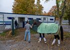 Sovereignty leaves the grounds of the Oklahoma Training Center Wednesday Oct. 22, 2025, adjacent to the Saratoga Race Course for Del Mar Race Course in San Diego to compete in the Breeders, Cup Classic which will be contested on Nov. 1.  Photo by Skip Dickstein