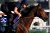 October 29 2025: Goliath exercises on the track during morning workouts for trainer Francis-Henri Graffard at Del Mar Thoroughbred Club in Del Mar, California Carolyn Simancik/BloodHorse Magazine
