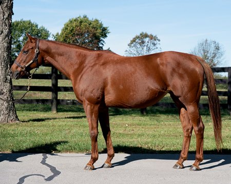 Filfila, a 10-year-old stakes-placed Kitten's Joy mare, is offered in foal to Constitution