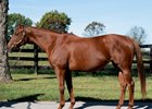 Inglis Digital USA 2025 OCTOBER (Late) Online Sale
Filfila in foal to Constitution