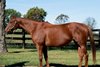 Inglis Digital USA 2025 OCTOBER (Late) Online Sale
Filfila in foal to Constitution