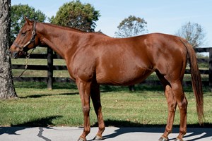 Filfila, a 10-year-old stakes-placed Kitten's Joy mare, is offered in foal to Constitution