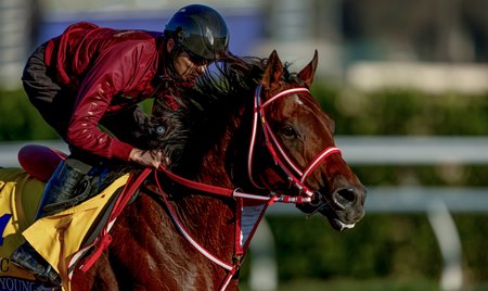 Forever Young trains Oct. 28 in preparation for the Breeders' Cup Classic at Del Mar