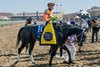 Shisospicy with Irad Ortiz, Jr. wins the Turf Sprint (G1T) at Del Mar Racetrack in Del Mar, CA on November 1, 2025.