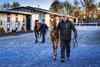 2025 Goffs November Foal Sale