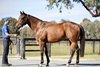 Inglis 2025 November (Late) Online Sale, Lot 2
Corniche