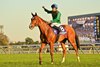 Calandagan wins the Japan Cup on November 30, 2025 at Tokyo Racecourse. Ridden by Mickael Barzalona, trained by Francis-Henri Graffard, and owned by Aga Khan Studs. Photo by Katsumi Saito
