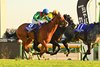 Calandagan wins the Japan Cup on November 30, 2025 at Tokyo Racecourse. Ridden by Mickael Barzalona, trained by Francis-Henri Graffard, and owned by Aga Khan Studs. Photo by Katsumi Saito