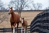 Mares and foals at Taylor Made Jan. 31, 2018 Taylor Made in Nicholasville, Kentucky.