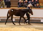 Lot 650 Havana Grey (GB) / Avengers Queen (GB) B.C. (GB)Whitsbury Manor StudHillwood Bloodstock260,000 Tattersalls December Foal Sale 26/11/2025