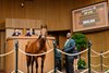 Hip 4184 World Record at Elite Sales
Scenes and horses at the Keeneland November horses of racing age sale in Lexington, Ky., on Nov. 12, 2025.
