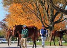 Scenics, 2025 Keeneland November Sale