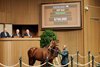 Hip 670, 2025 Keeneland November Sale