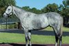 Valiant Minister at Bridlewood Farm