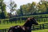 Twirling Candy
Twirling Candy and his sire Candy Ride plus other stallions at Lane’s End Farm near Versailles, Ky., on Oct. 10, 2025.