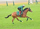 Calandagan trains at Tokyo Racecourse, November 27 2025