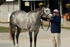 Hip 967, 2025 Keeneland November Sale