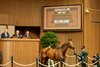 HIP 187, Vahva by Gun Runner out of Holiday Souree from the Lane’s End consignment goes through the ring at $3.1M at the Keeneland November Breeding Stock sale Tuesday Nov. 4 2025 in Lexington, KY. Photo BY ©Anne Eberhardt.