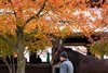Hip 2763 , Candy Rose, Hidden Brook
Scenes and horses at the Keeneland November breeding stock sale in Lexington, Ky., on Nov. 11, 2025.