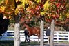 Scenics, 2025 Keeneland November Sale