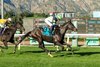 Gas Me Up and jockey Mirco Demuro, right, outleg Sumter (Flavien Prat), left, to win the Grade II, $200,000 Joe Hernandez Stakes, Monday, December 29, 2025 at Santa Anita Park, Arcadia CA.
© BENOIT PHOTO
