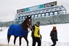 V Cruizer walks to the paddock for the 10th race (AOC) on Saturday, December 27, 2025 at Aqueduct