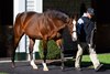 Into Mischief
Stallions at Spendthrift Farm in Lexington, Ky., on Nov. 6, 2025.