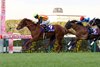 Star Anise wins the 2025 Hanshin Juvenile Fillies at Hanshin Racecourse