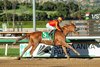 Usha and jockey Juan Hernandez win the Grade I $300,000 La Brea Stakes Sunday, December 28, 2025, opening day of the Santa Anita Park meet.
Benoit Photo