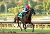 Zedan Racing Stable's Nafisa and jockey Kazushi Kimura easily win the Grade III $100,000 La Canada Stakes Saturday, January 24, 2026 at Santa Anita Park, Arcadia, CA. The five-year daughter of Quality Road is trained by Bob Baffert.
Benoit Photo