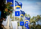 Scene, 2026 Magic Millions Gold Coast Yearling Sale