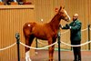 Hip 114, 2026 Keeneland January Sale