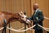 Scenics, 2026 Keeneland January Sale