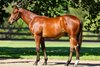 Lot 250, 2026 Magic Millions Gold Coast Yearling Sale