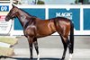 Lot 135, 2026 Inglis Digital Australia February (Late) sale