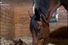 A filly by Tapit Trice out of Pharoah's Fortune born Feb. 18 at Stonegate Stables in New York